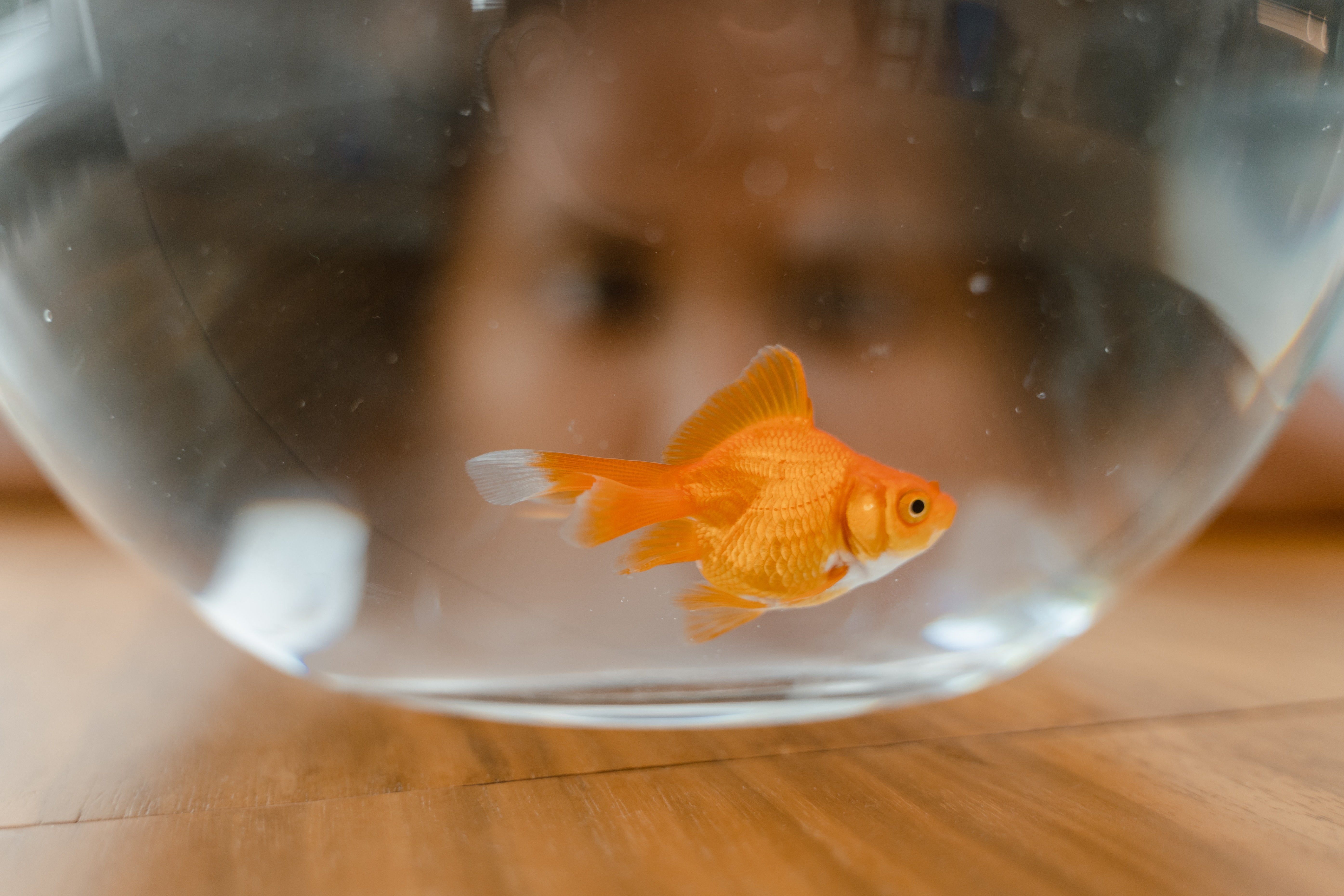 Exploring human experience is not like observing goldfish.